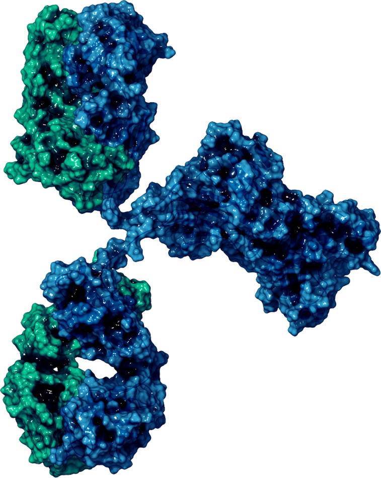 Monoclonal antibody molecular render